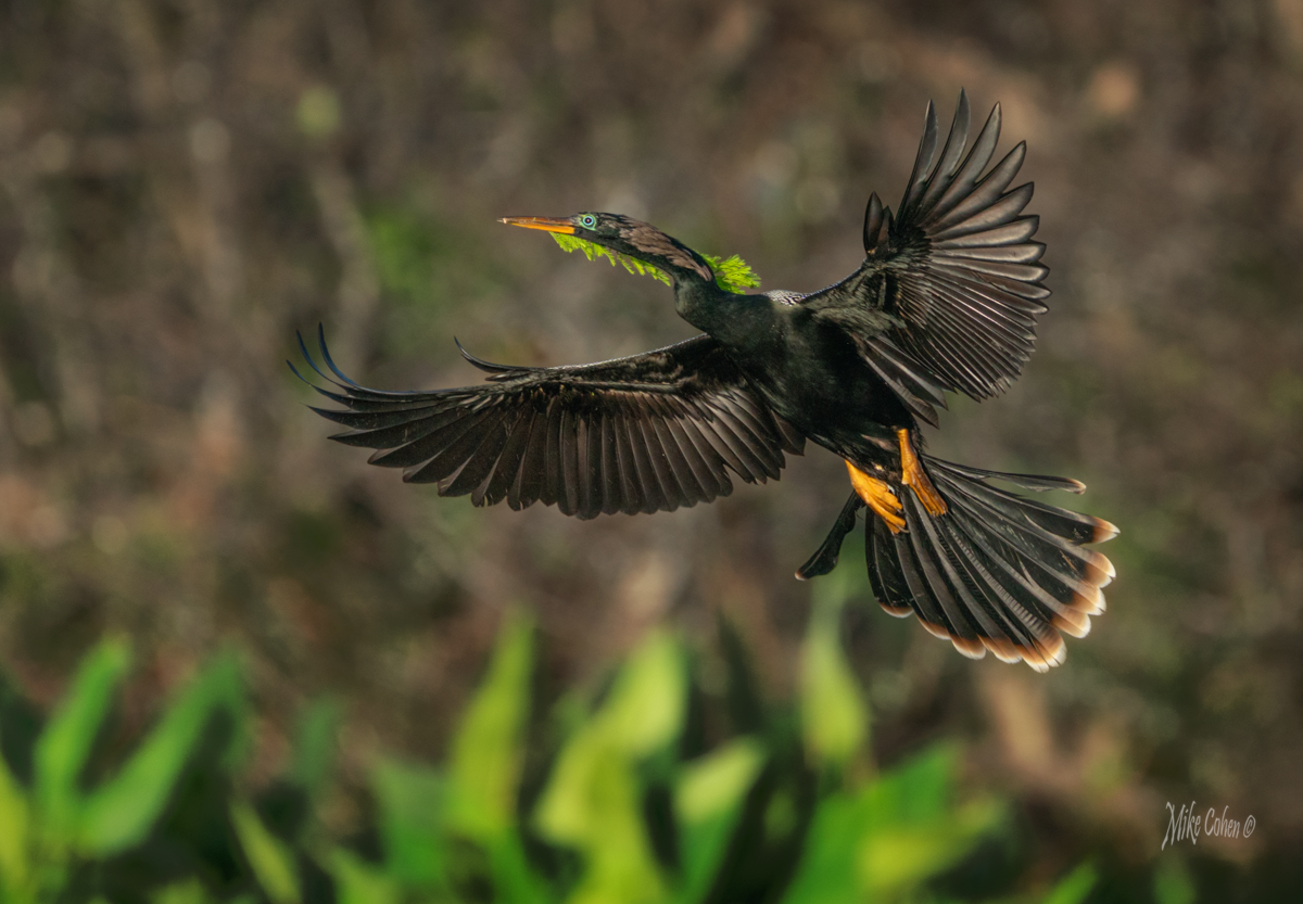 Anhinga Returning Home by Mike Cohen