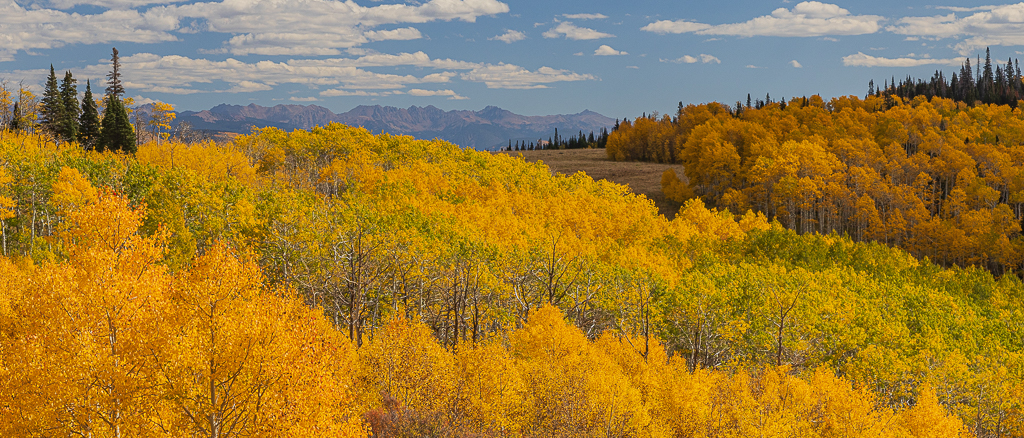 Autumn Gold by Ally Green