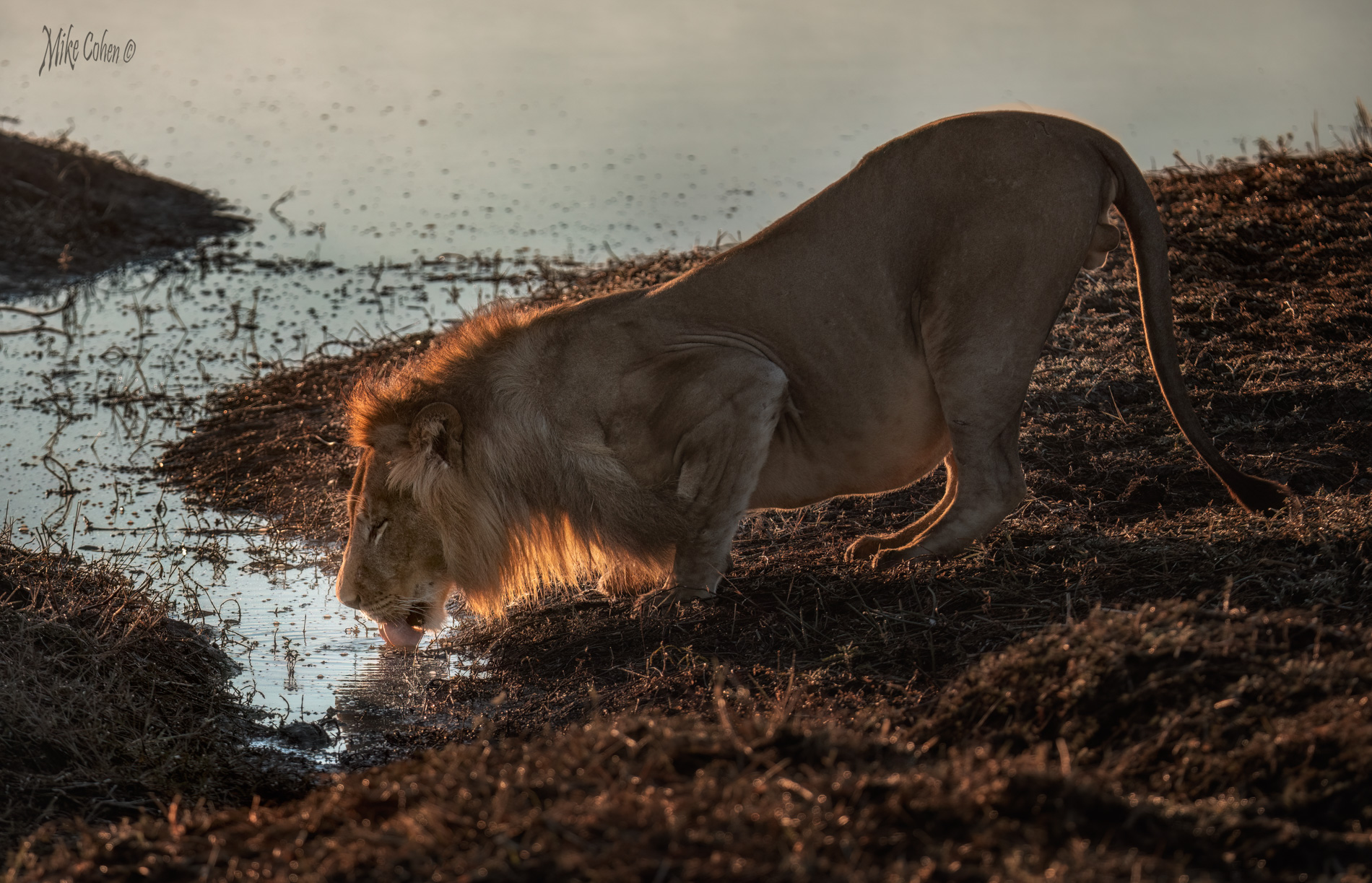 Lion Drinking by Mike Cohen