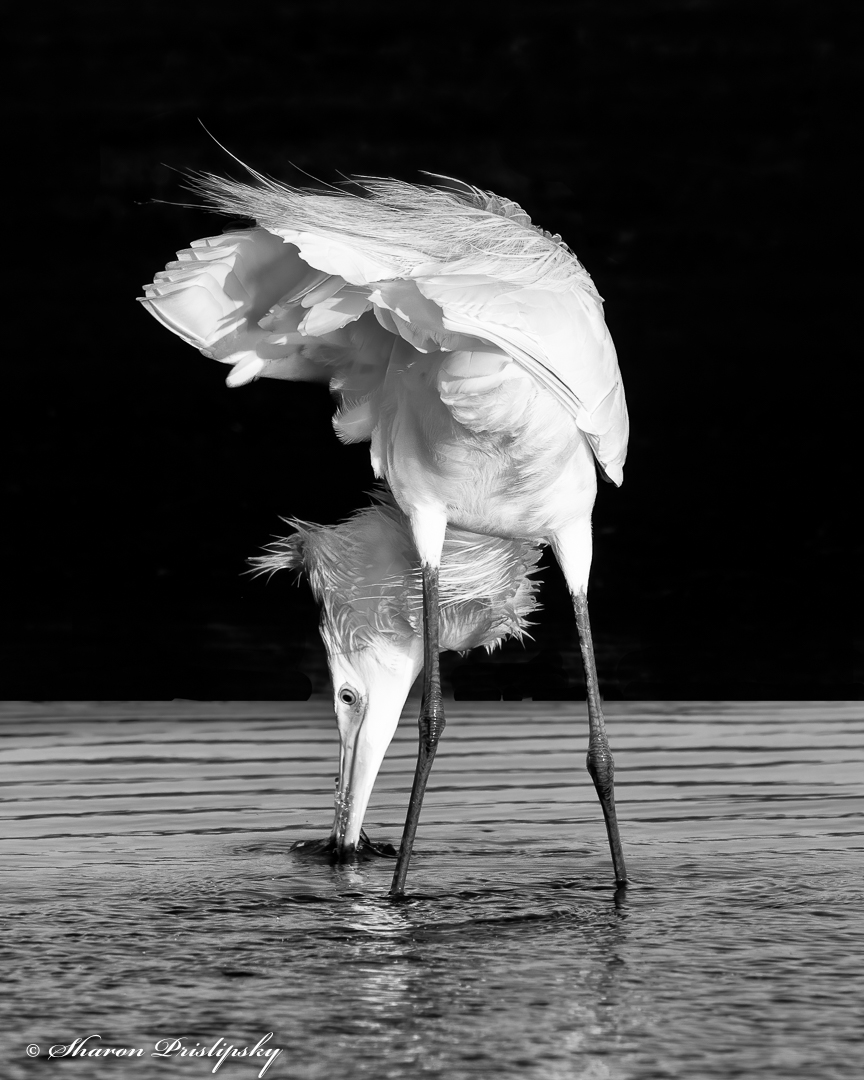 Bottoms Up by Sharon Prislipsky