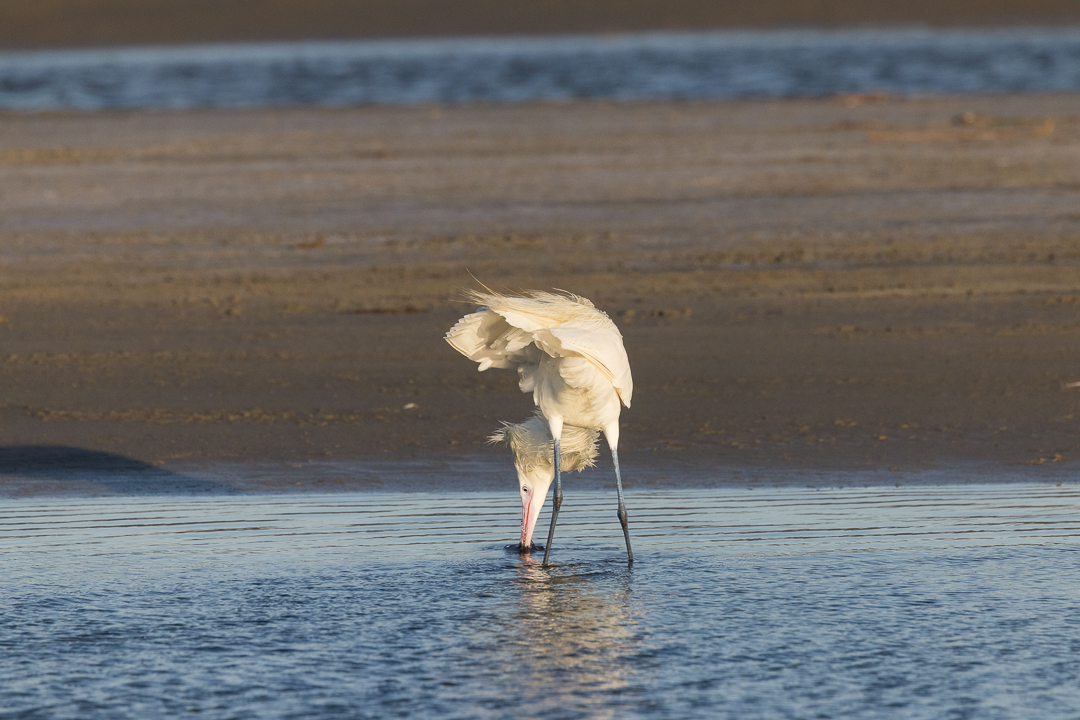 November 2025 - Sharon Prislipsky, APSA, EPSA