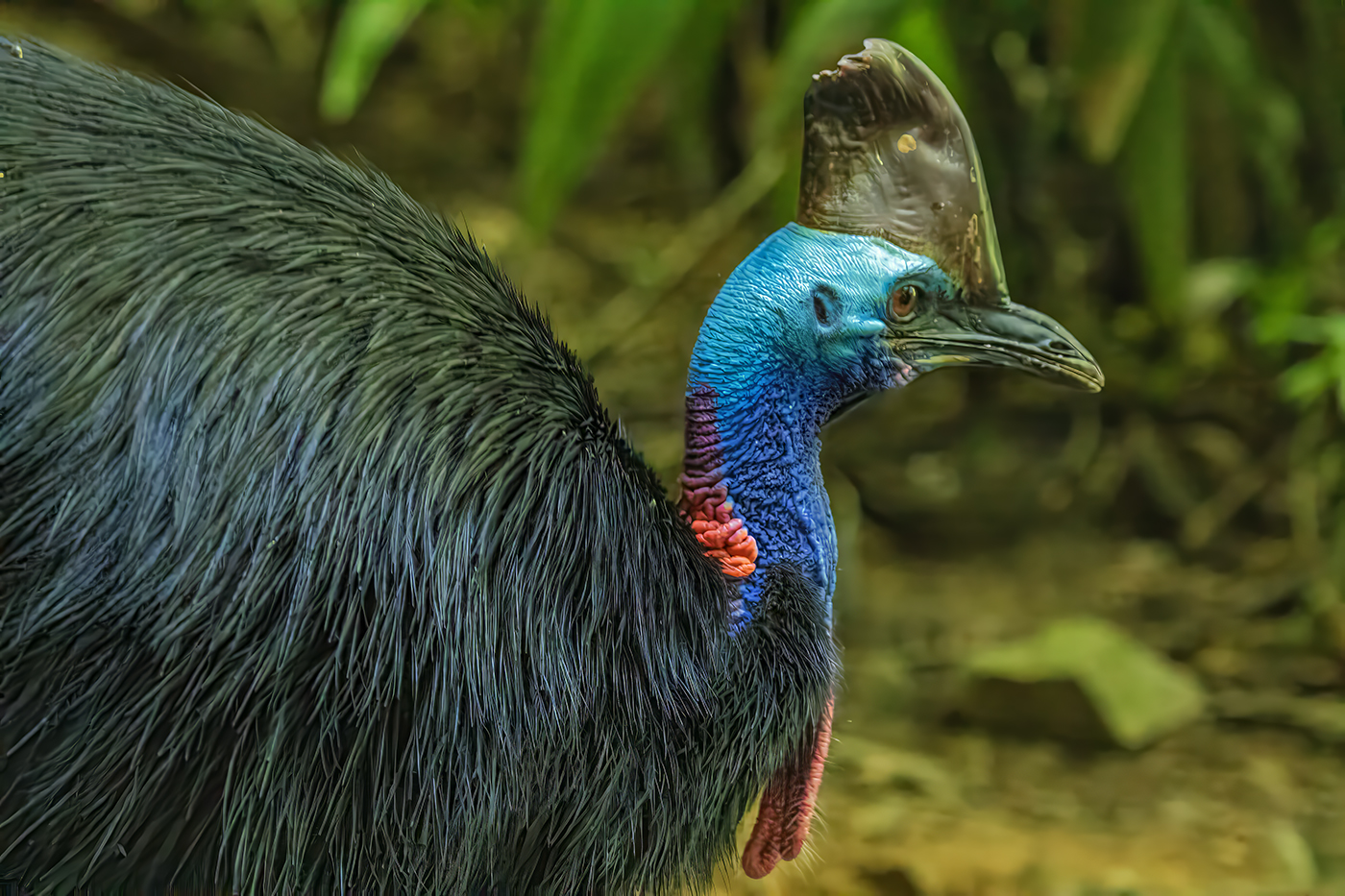 Cassowary Portrait by Tom Brott
