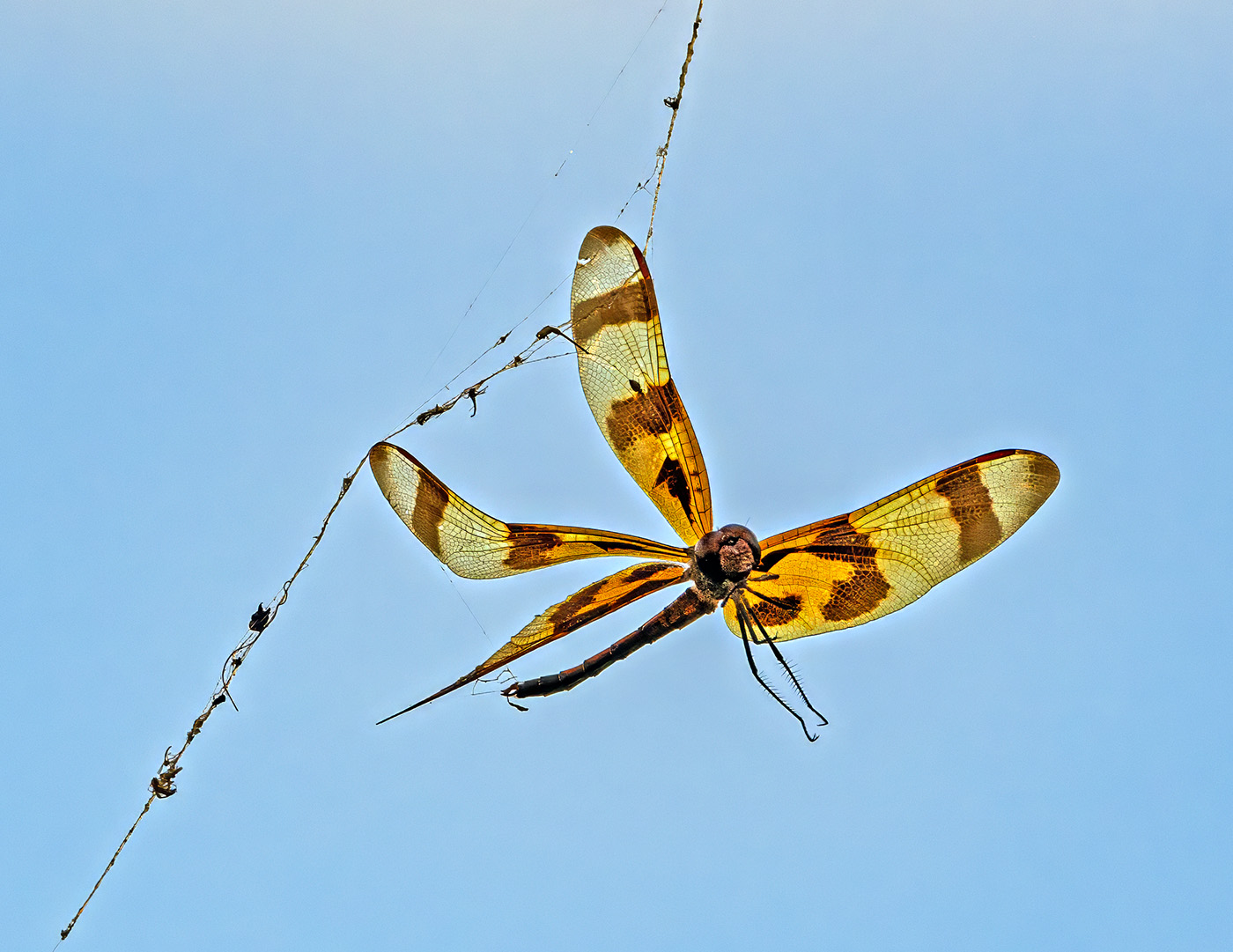 Caught on the Web by Tom Brott