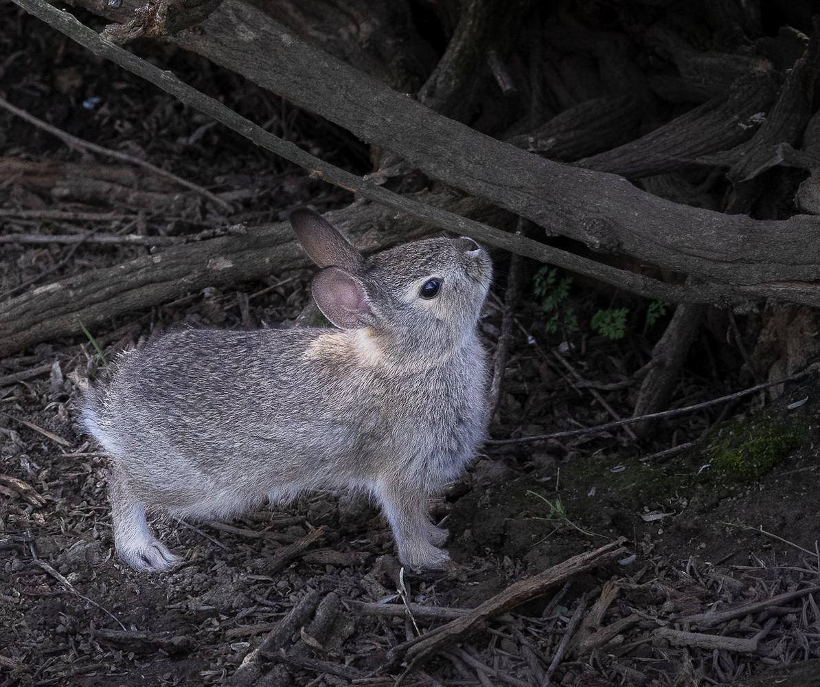 Cottontail by Polly Krauter