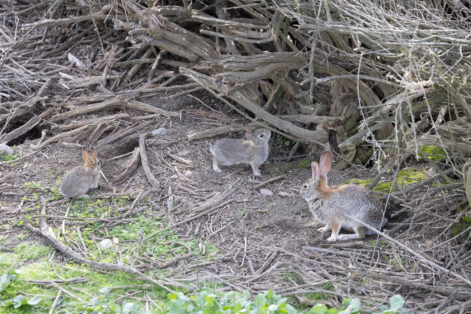 April 2026 - Polly Krauter