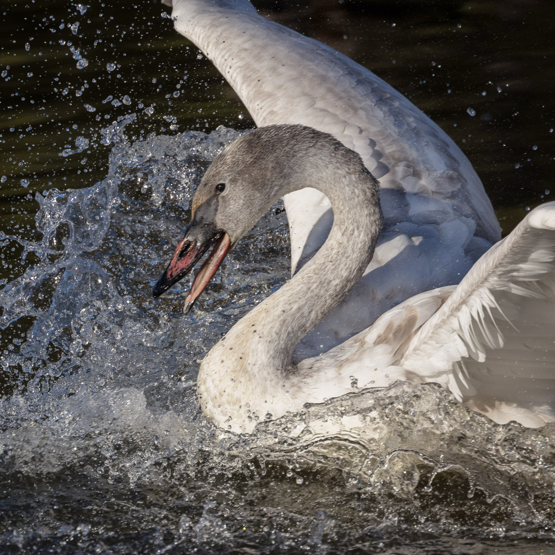 Cygnet Splash by Sharon Prislipsky