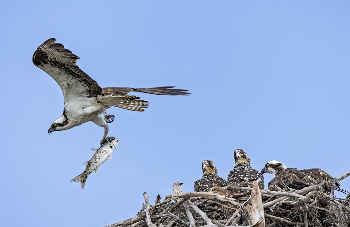 Dad Come Back by Tom Brott