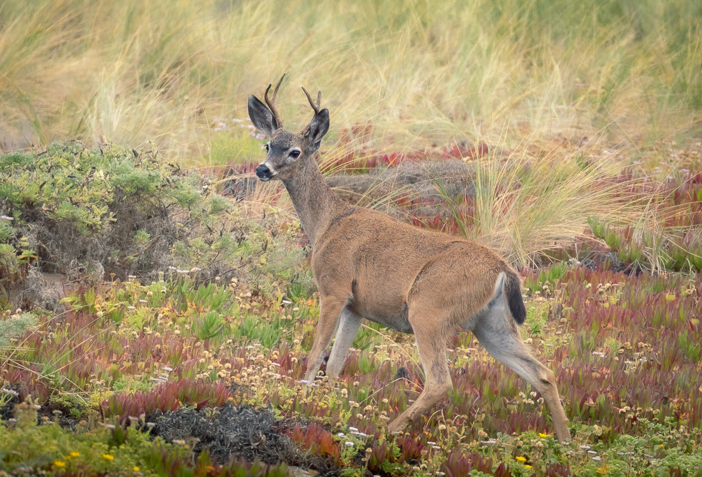 Young Black tailed Deer by Polly Krauter