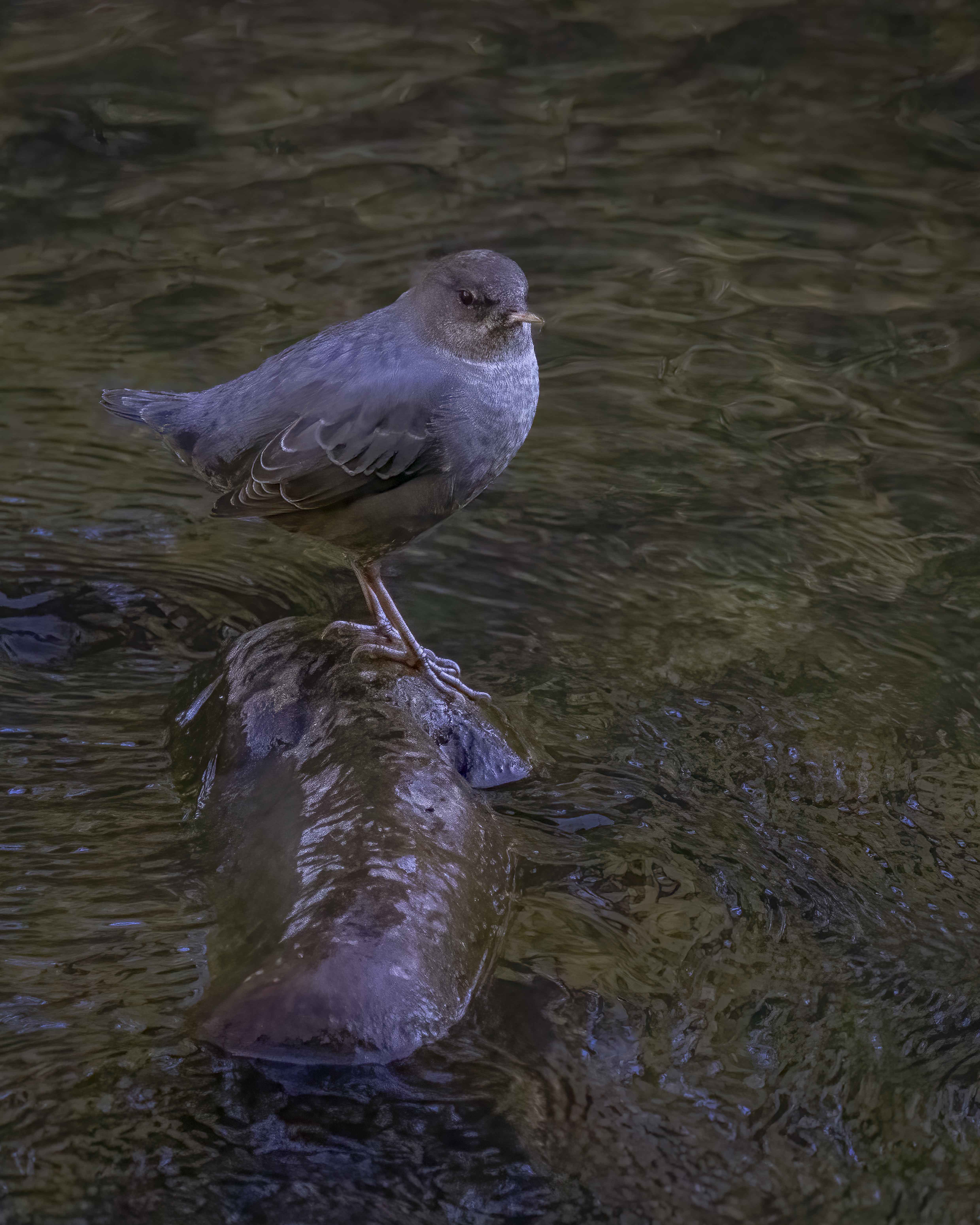 Americn Dipper by Polly Krauter