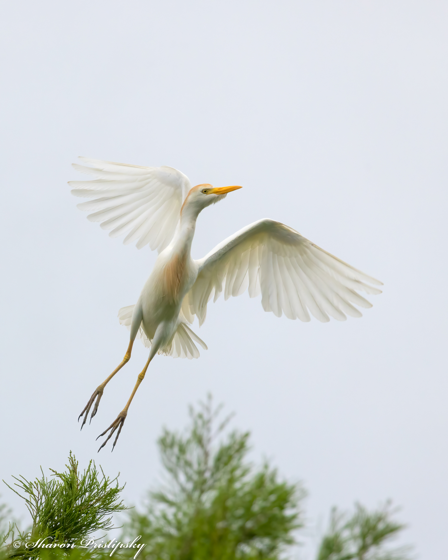 Egret Ascending by Sharon Prislipsky