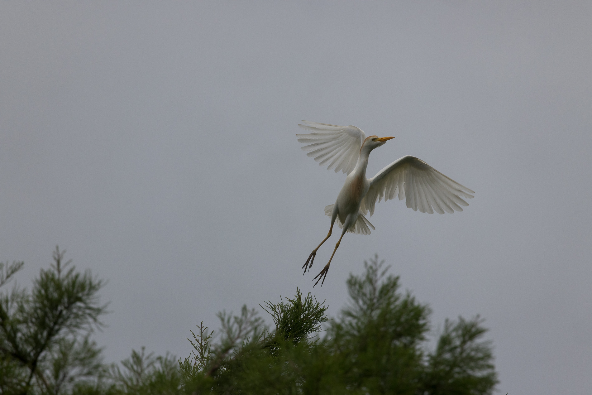 December 2025 - Sharon Prislipsky, APSA, EPSA