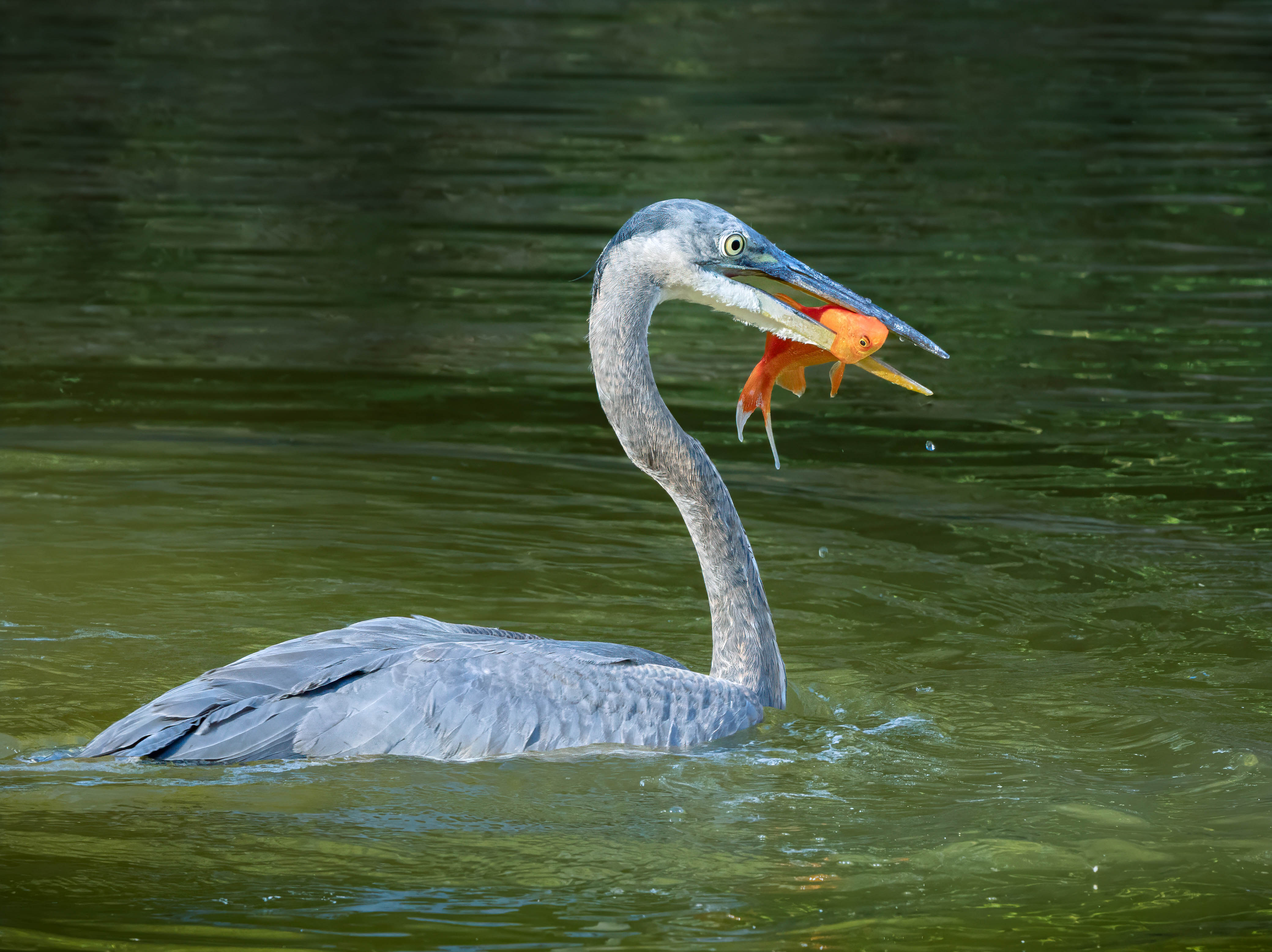 Eye to Eye by Judith Lesnaw