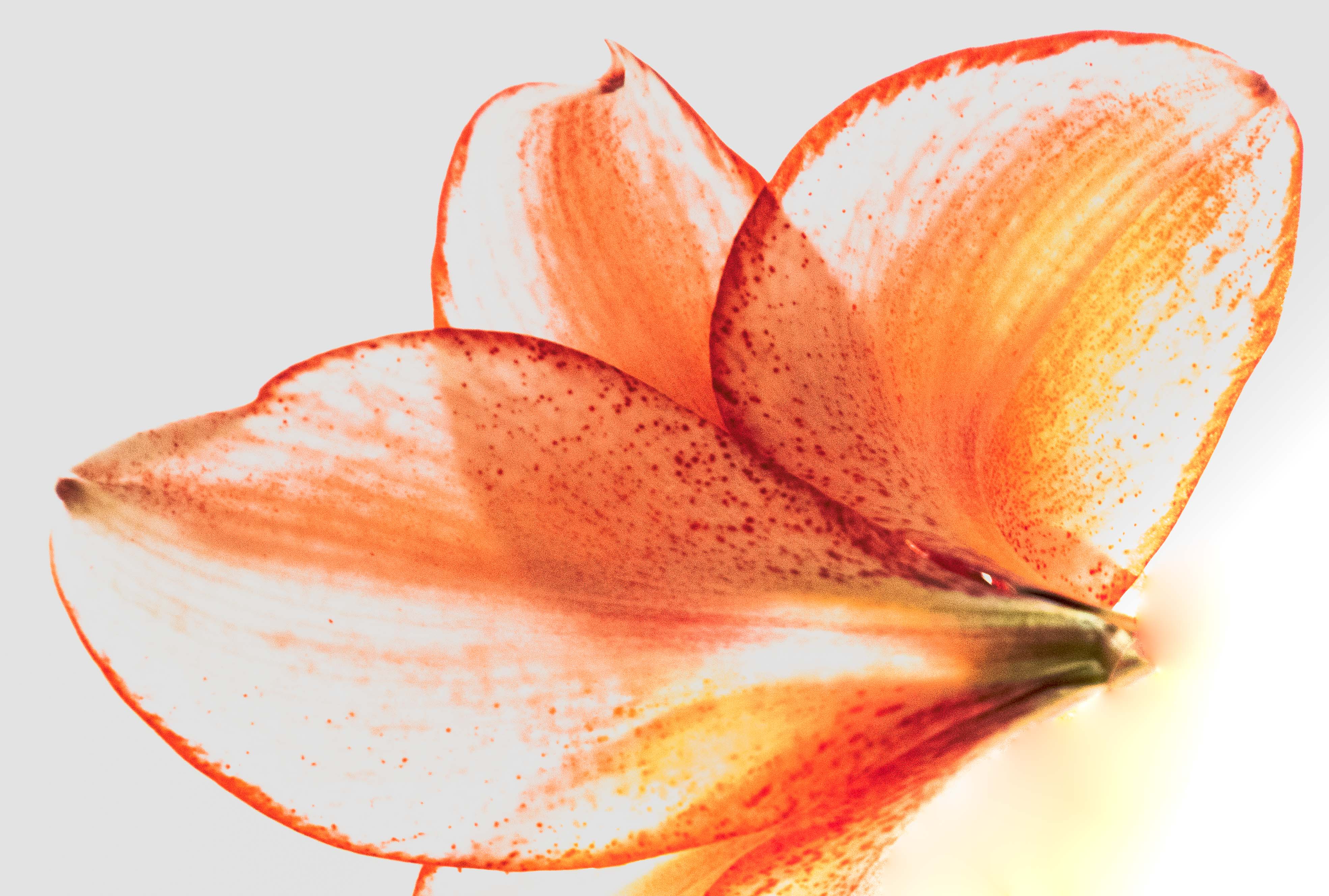 Fleur Diaphanous by Judith Lesnaw