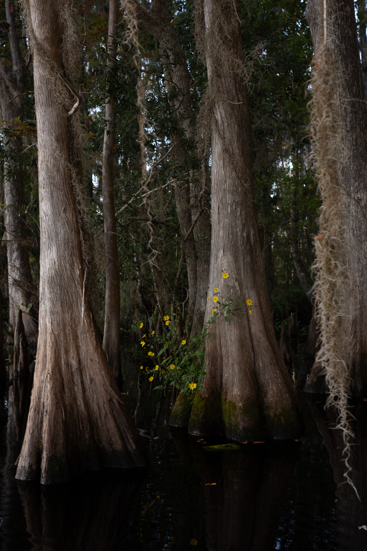 December 2025 - Mike Cohen