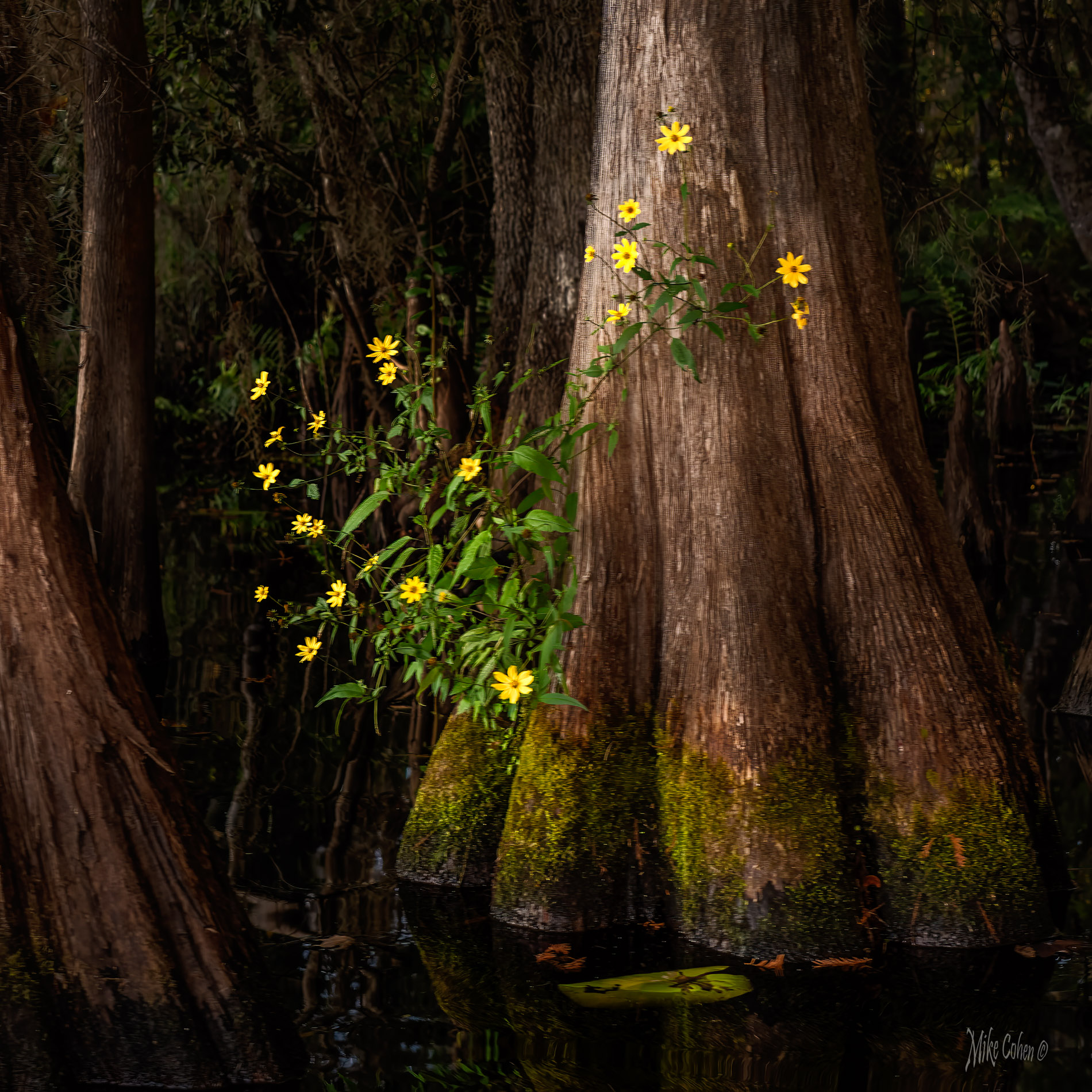 Flowers on Cypress by Mike Cohen