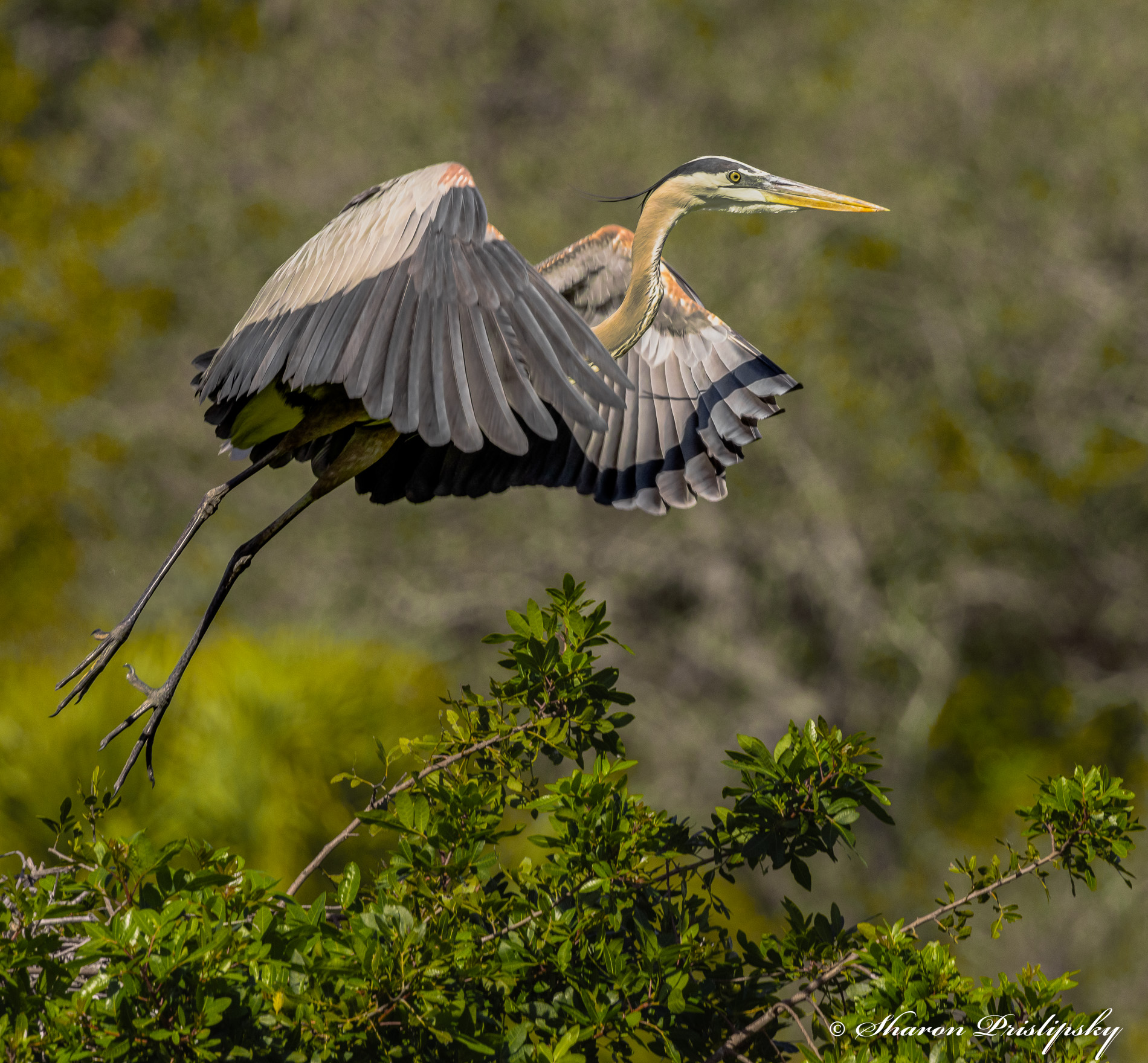 Another Great Blue Heron