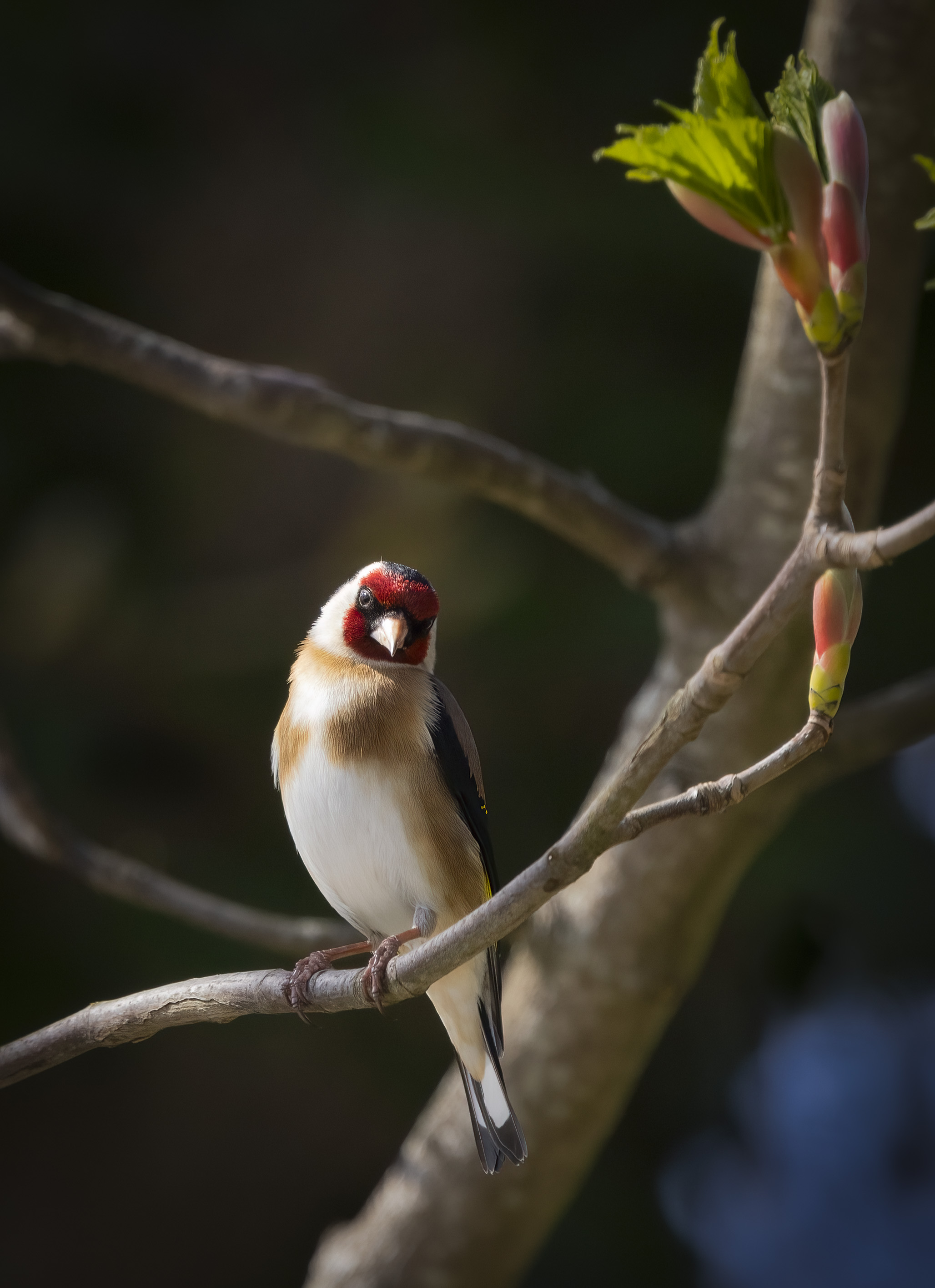 Z Curopis European Goldfinch by Polly Krauter