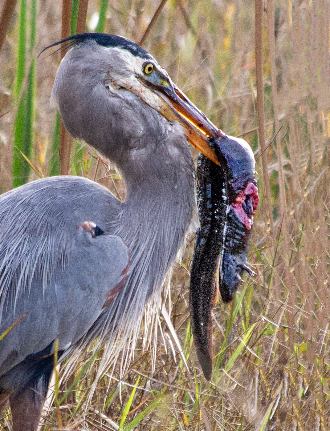 Great Blue Heron with Siren by Tom Brott