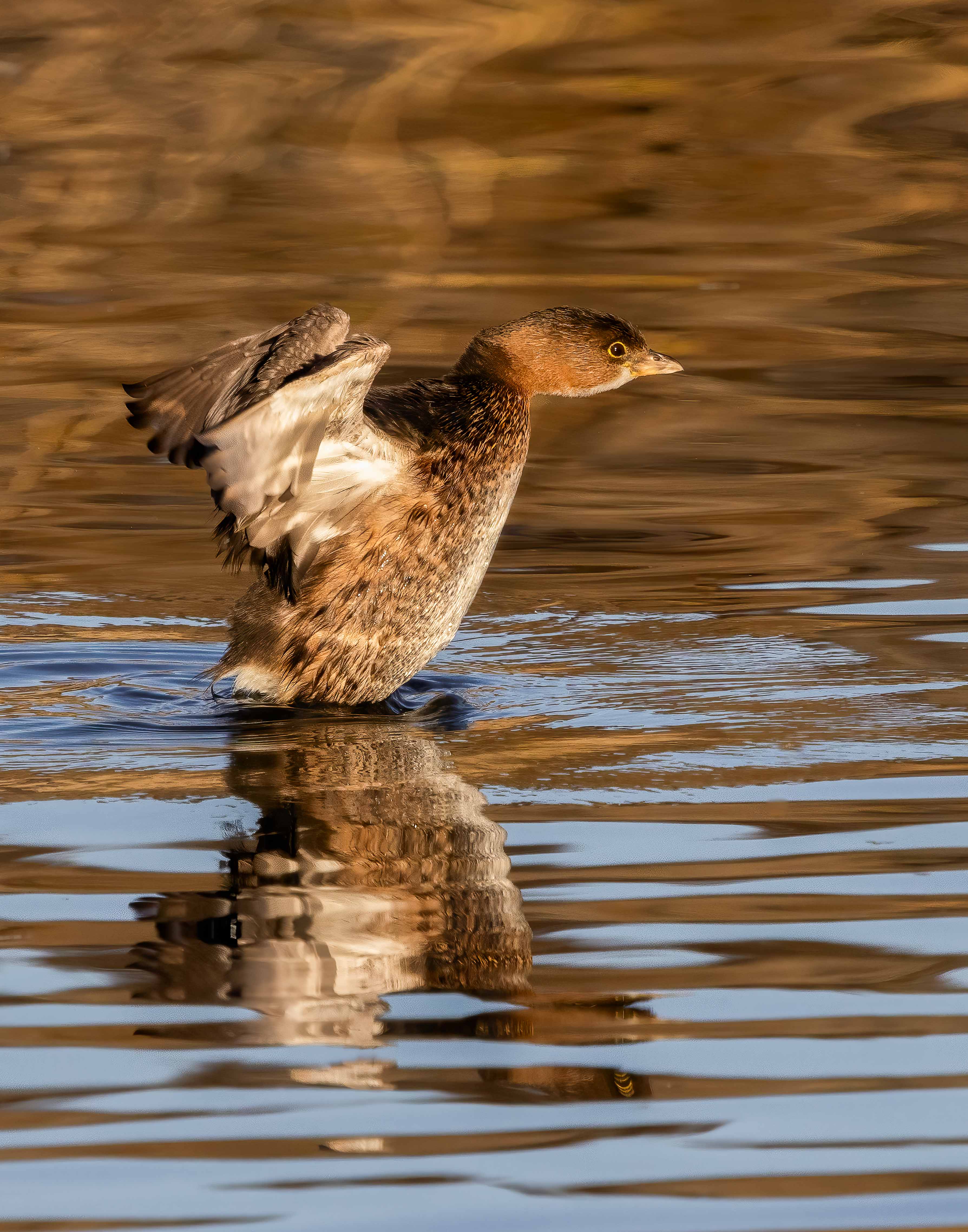 Pied billed Grebe in Winter Plumage by Polly Krauter
