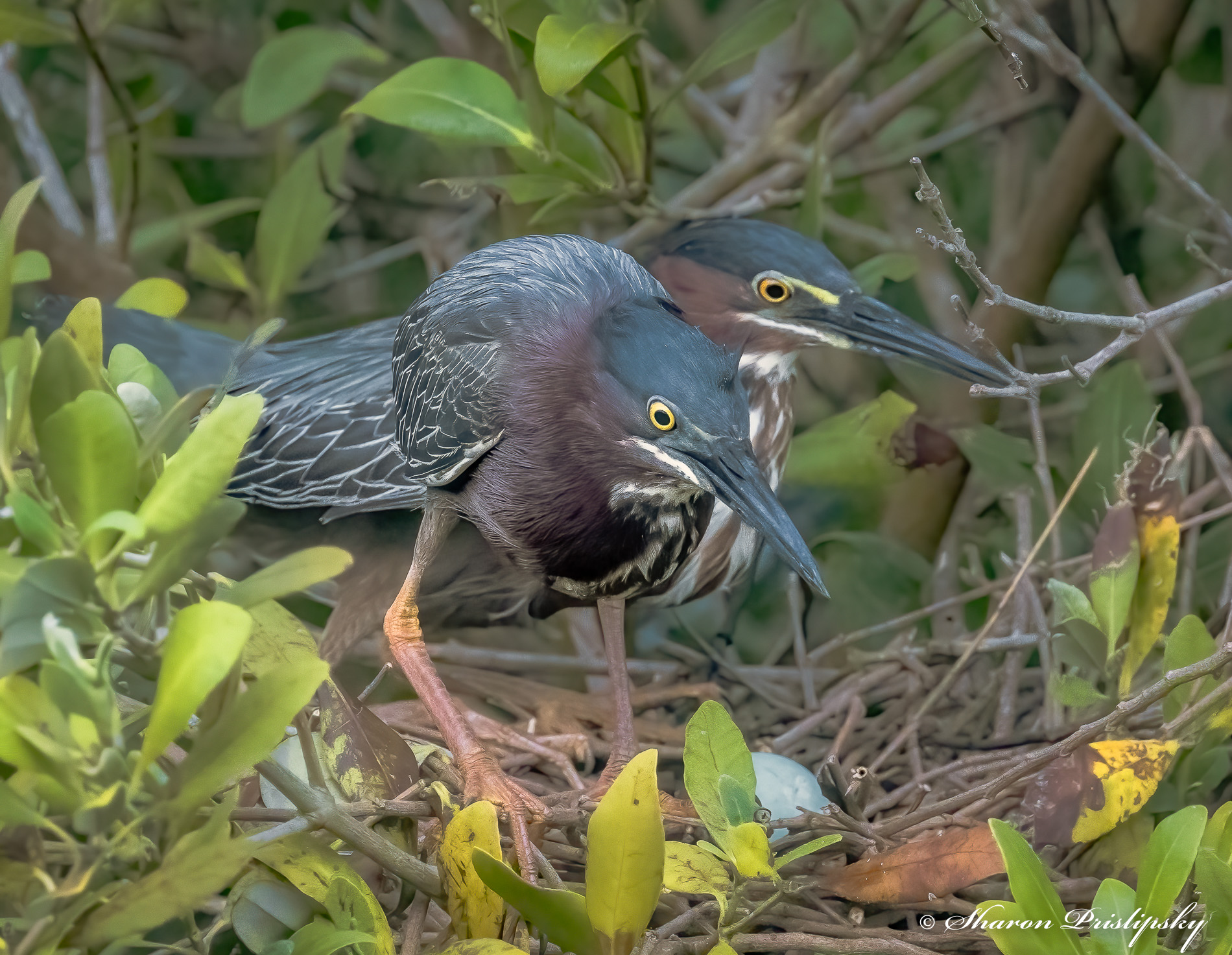 Green  Herons with Nest Egg by Sharon Prislipsky