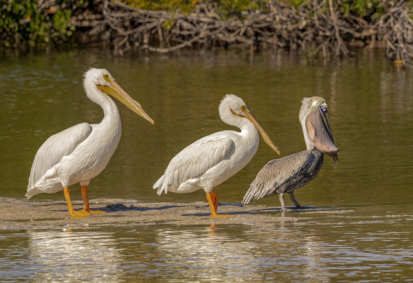 Three Pelicans by Tom Brott
