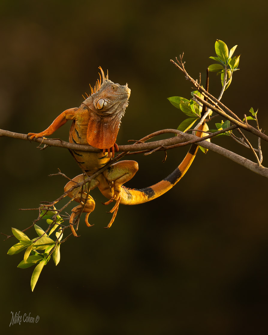 Iguana by Mike Cohen