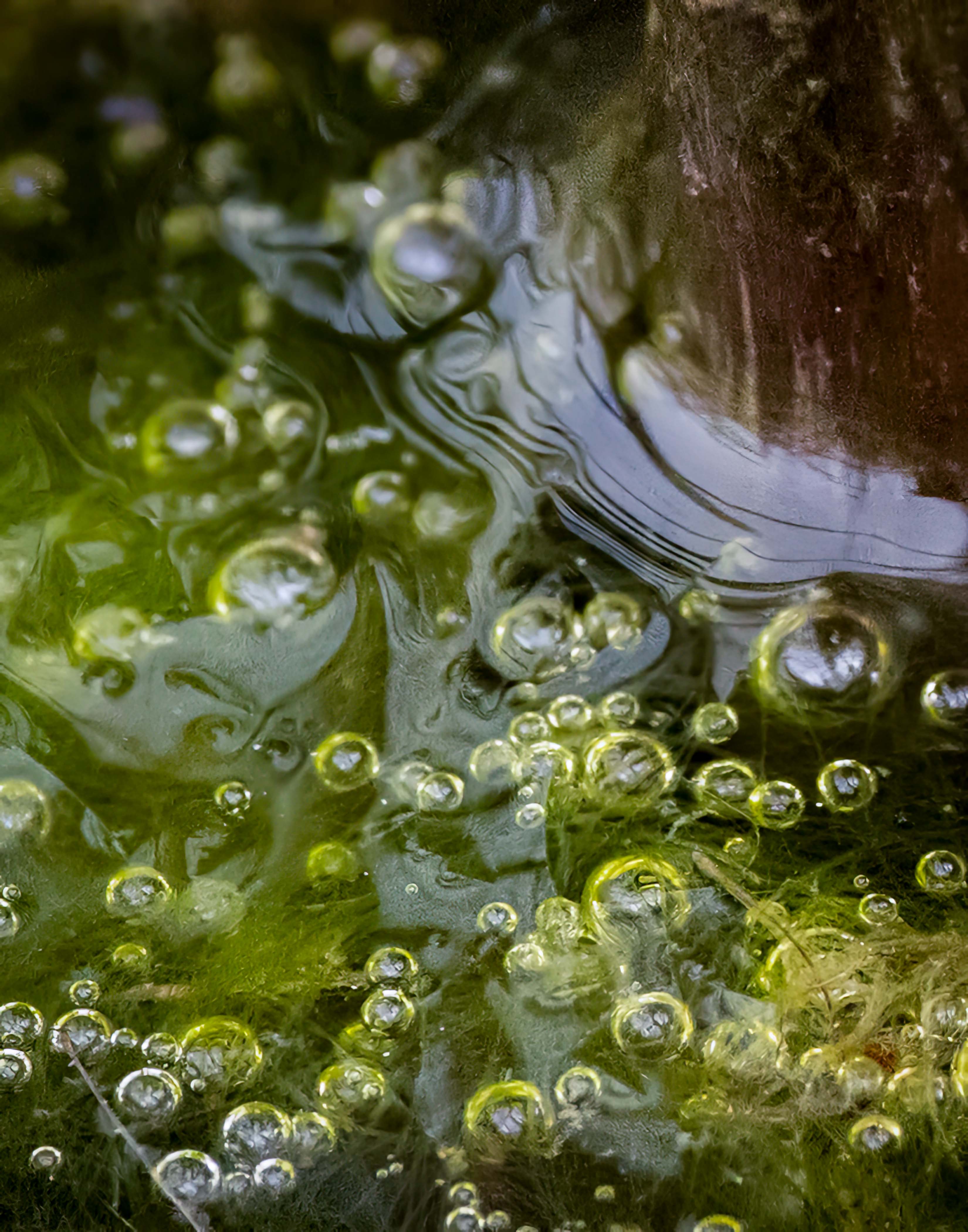 In Vernal Waters by Judith Lesnaw