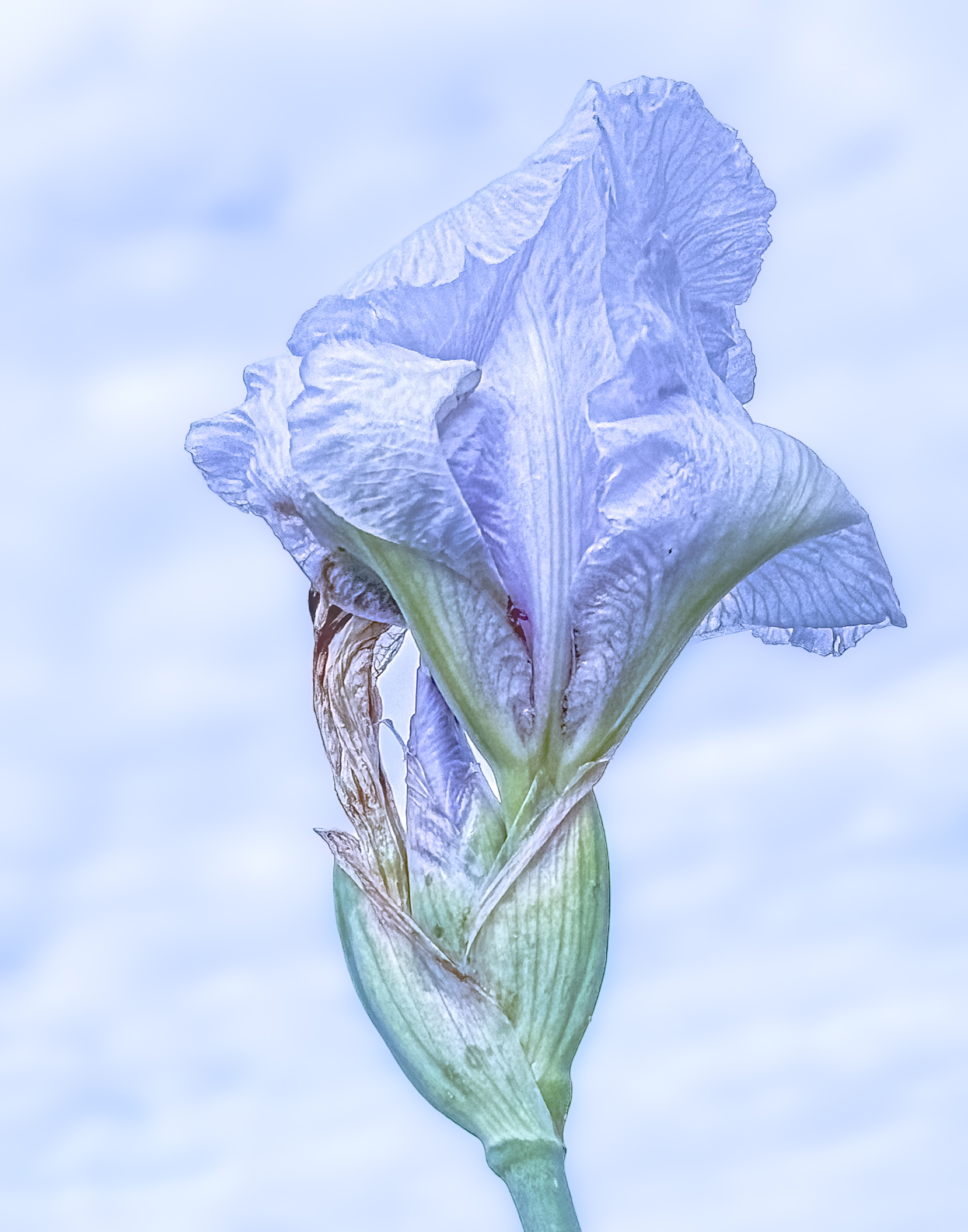 Iris and Clouds by Judith Lesnaw