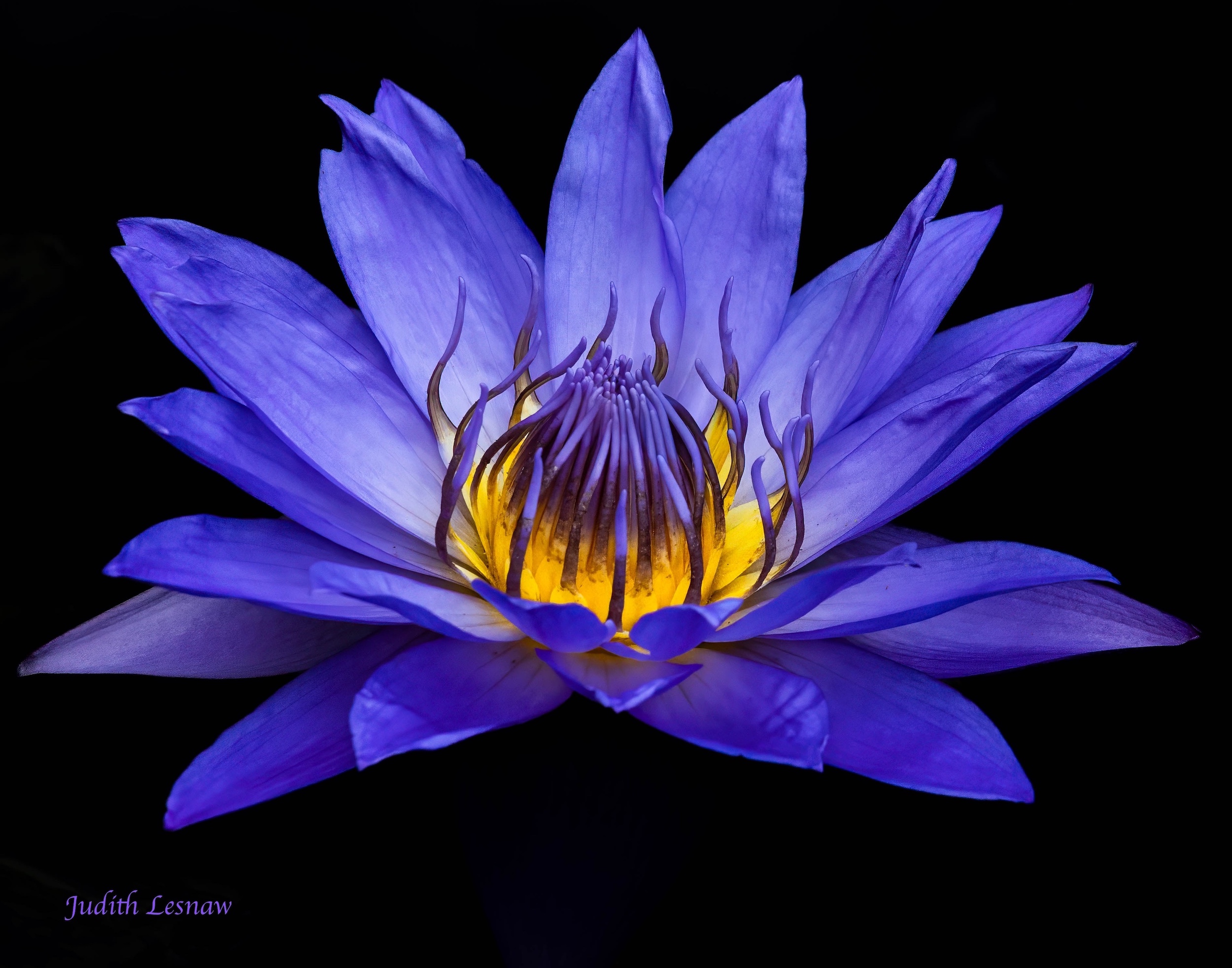 Lily of the Water by Judith Lesnaw