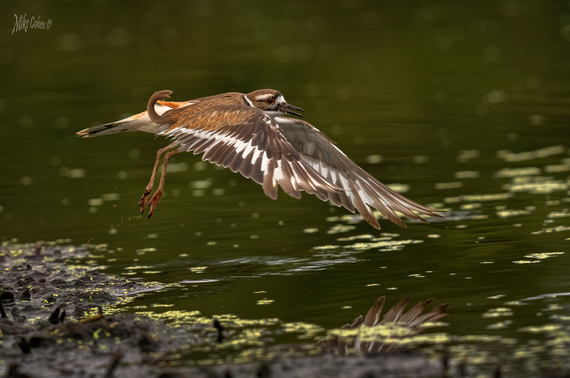 Kildeer in Flight by Mike Cohen