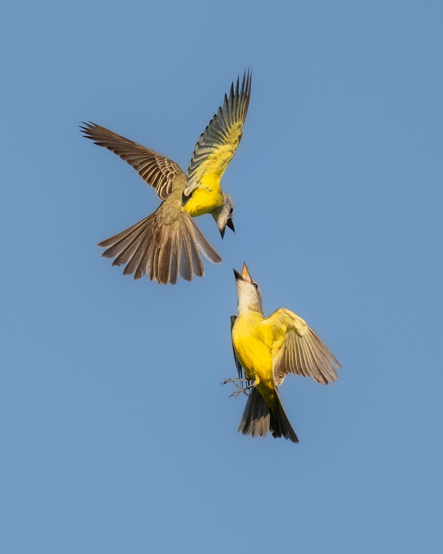Kingbird Squabble by Mike Cohen