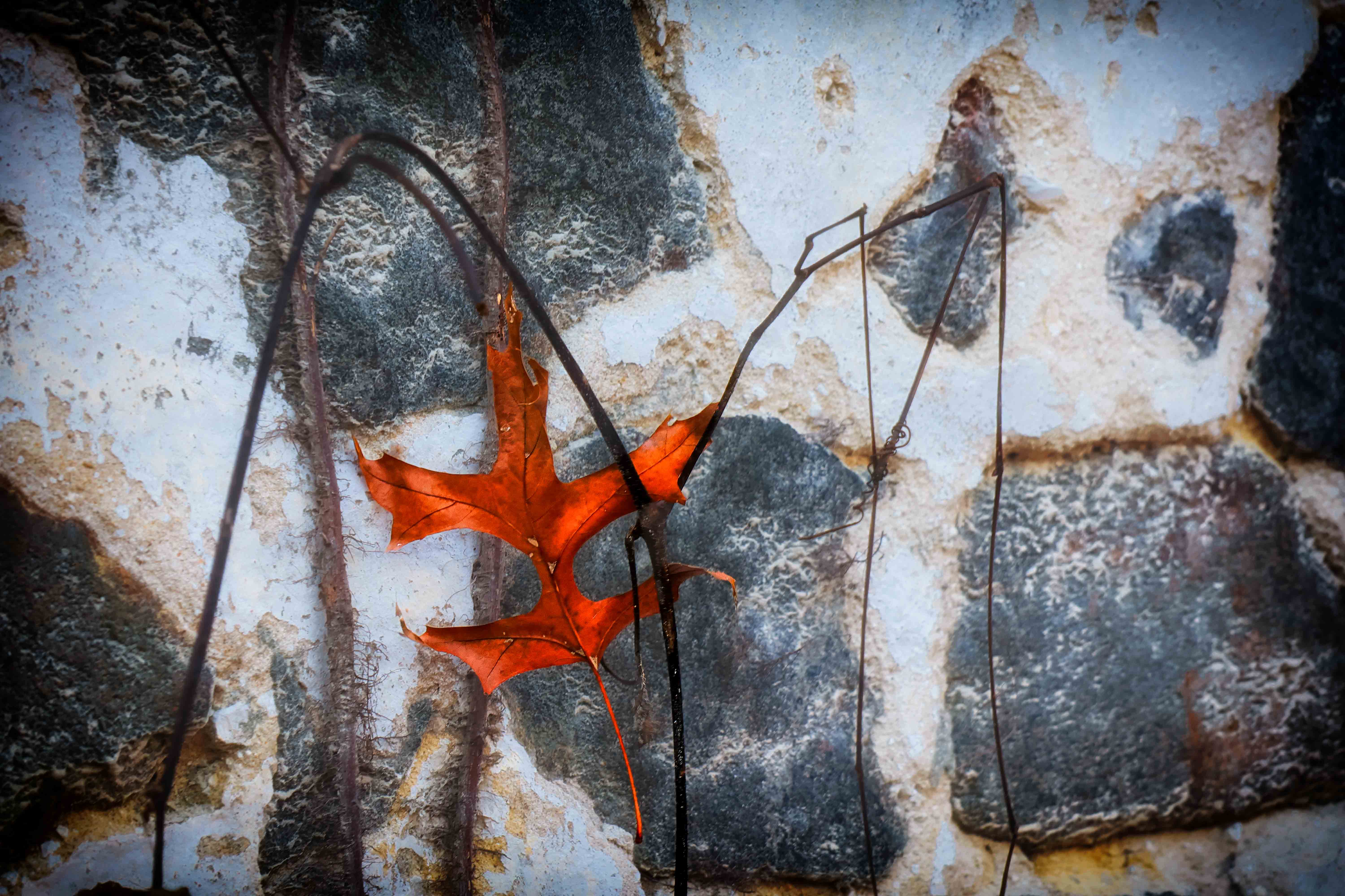 Leaf on Wall