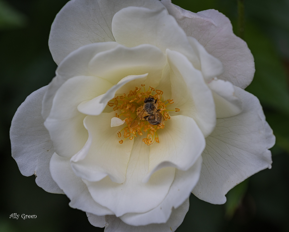 Making Beeline for the Pollen by Ally Green