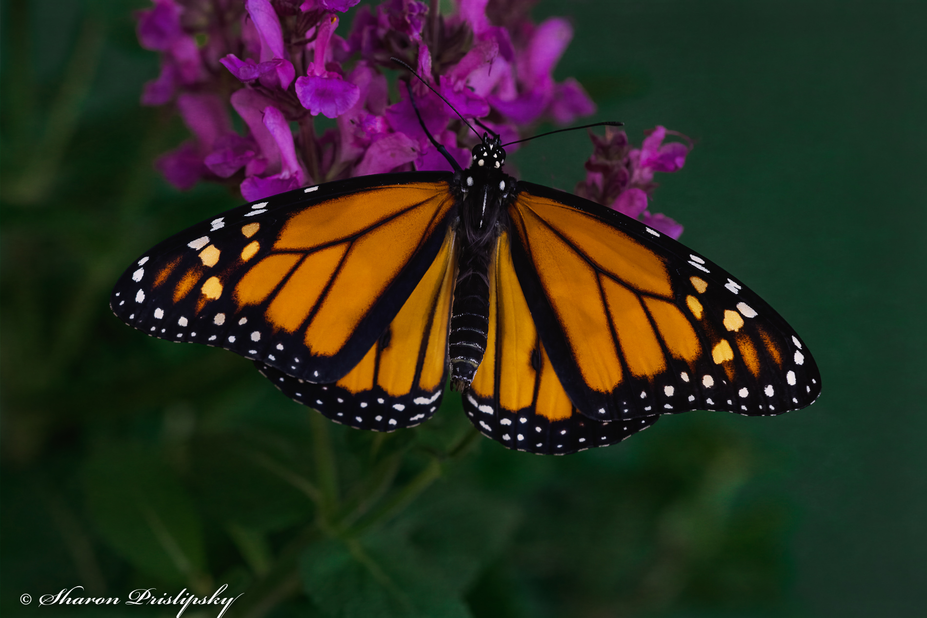 Monarch by Sharon Prislipsky, APSA, EPSA