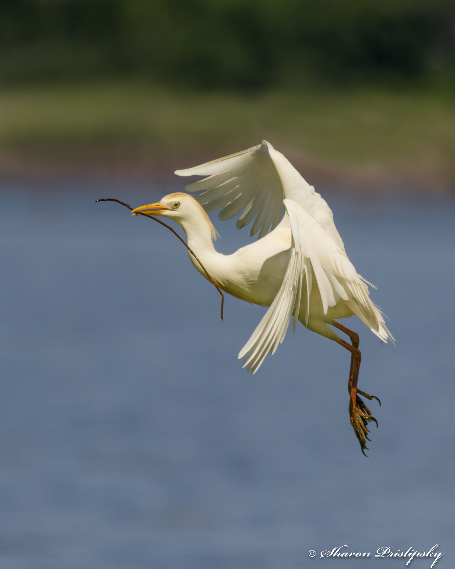 Nest Builder by Sharon Prislipsky
