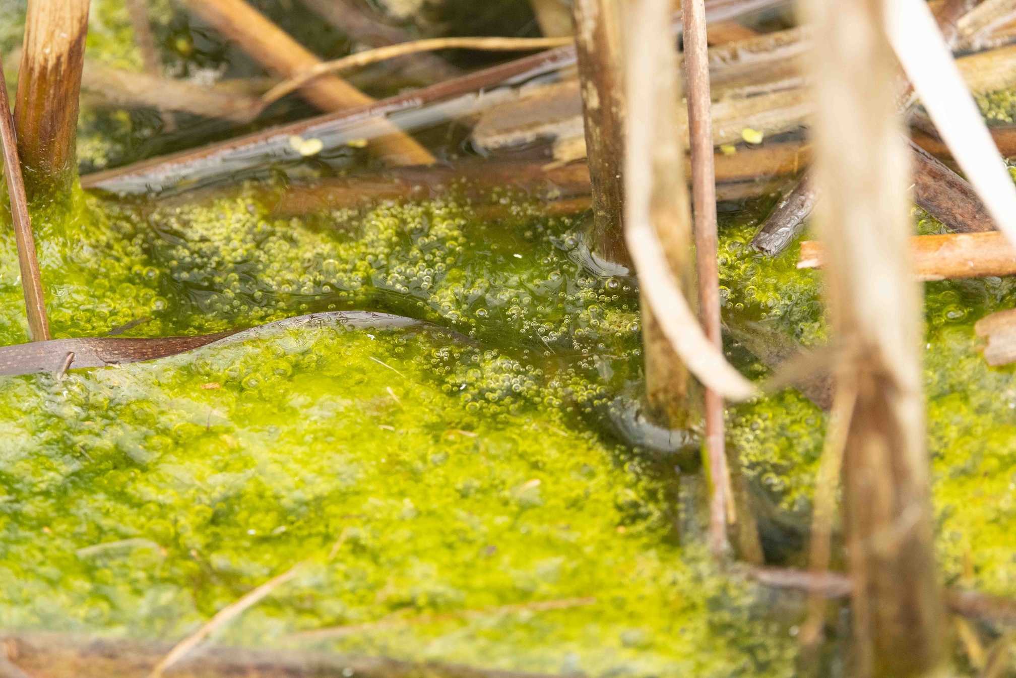 April 2026 - Judith Lesnaw