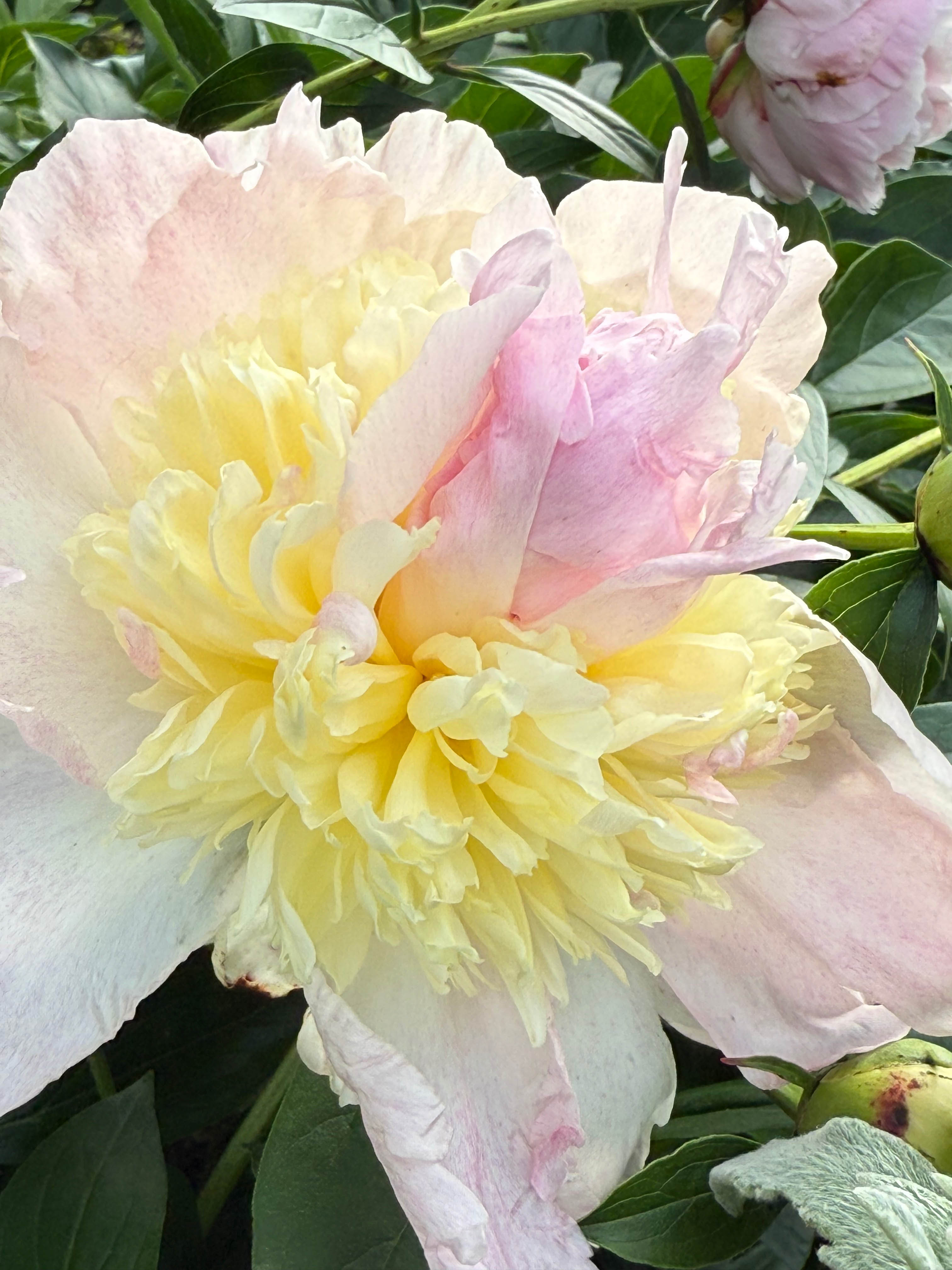 December 2025 - Judith Lesnaw