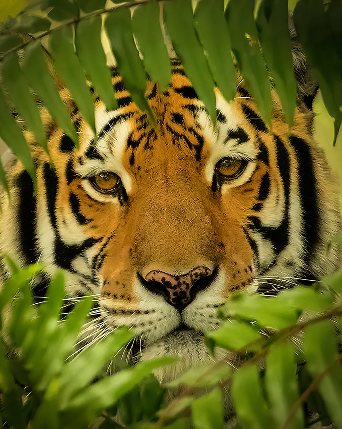 Peek-A-Boo Tiger
