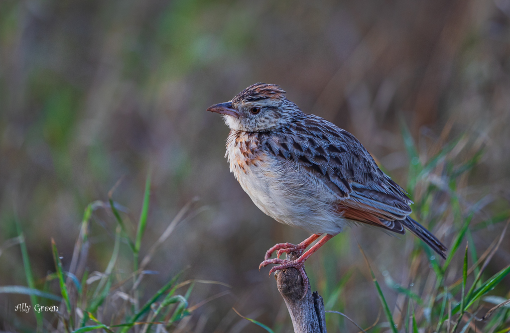 Perfectly Perched