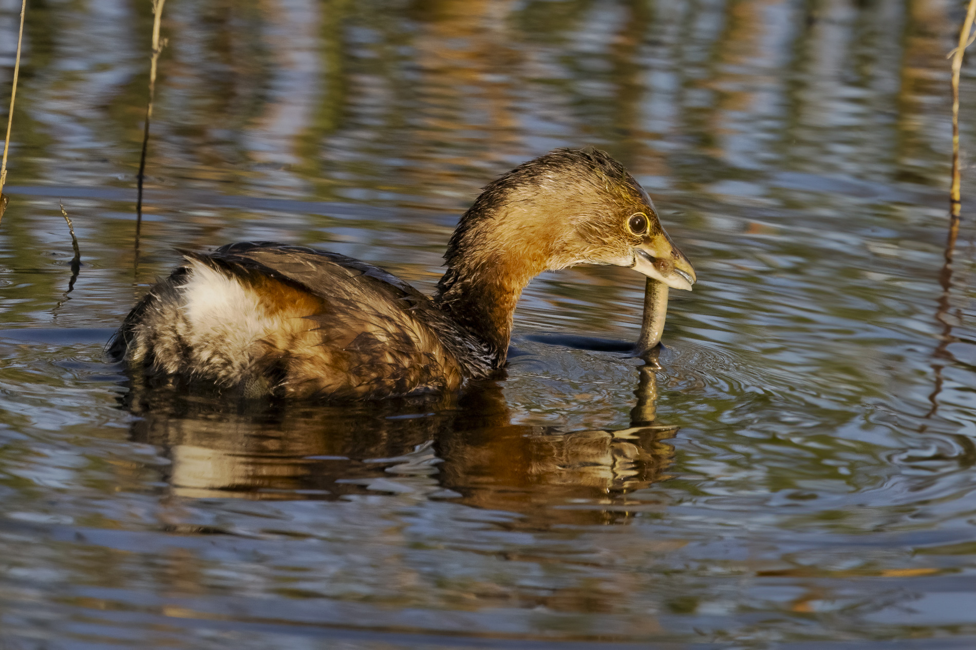 Pied-bill Grebe Successful Dive