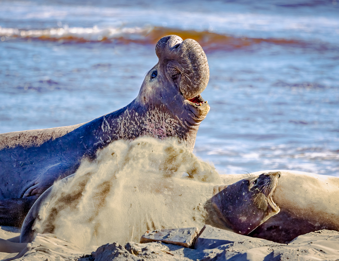 Drakes Bay Beach Master by Polly Krauter