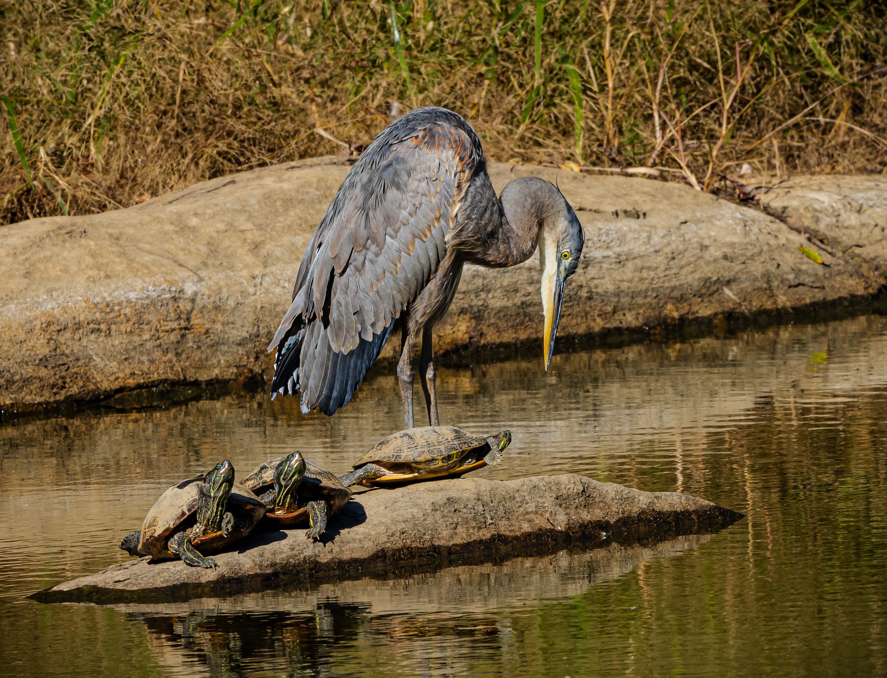 Pond Pals by Judith Lesnaw