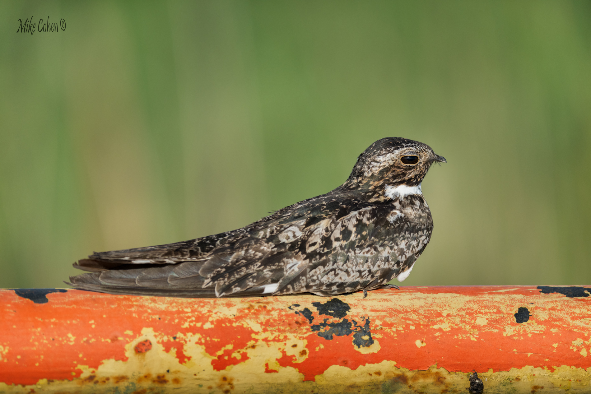 Common Nighthawk by Mike Cohen