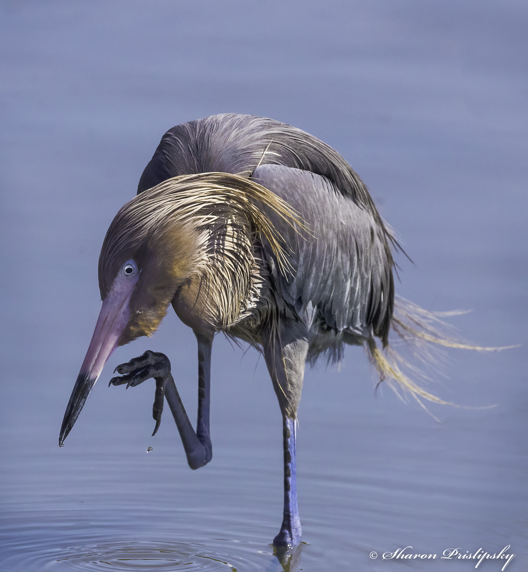 Scratch That Itch by Sharon Prislipsky