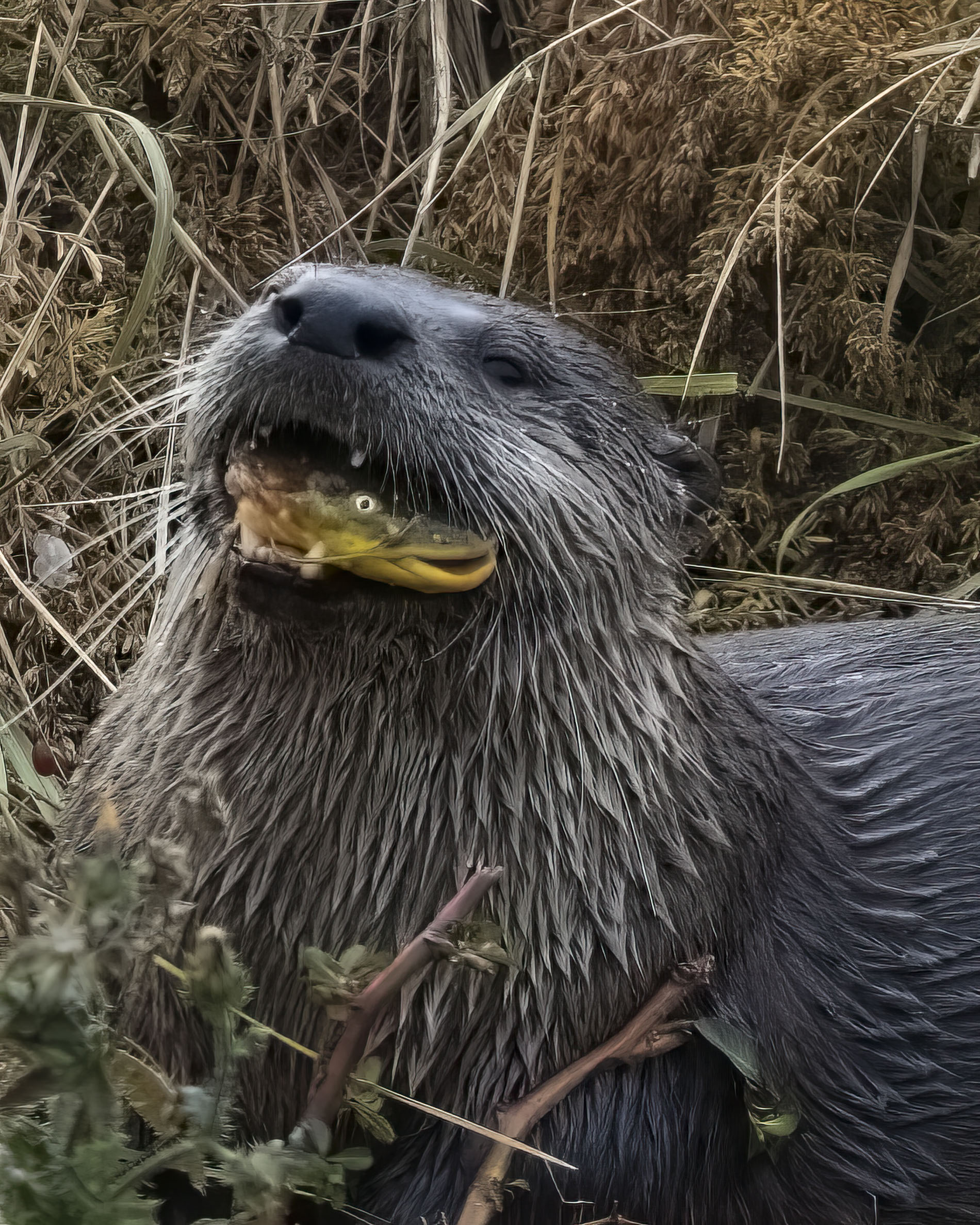 American River Otter with Unlucky Catfish by Polly Krauter