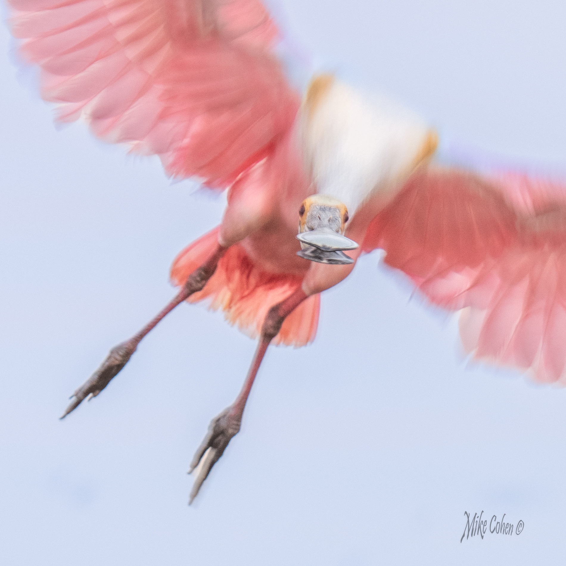 Roseate Blur by Mike Cohen