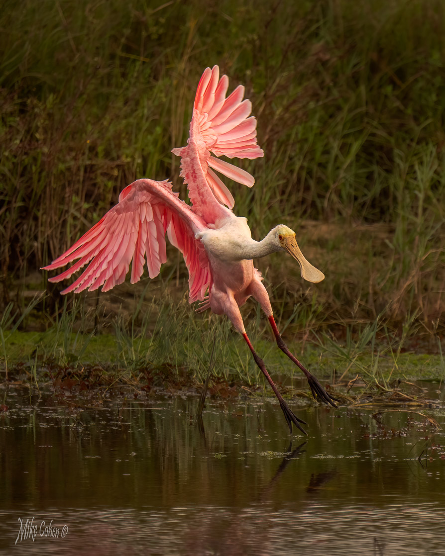 Roseate Landing by Mike Cohen