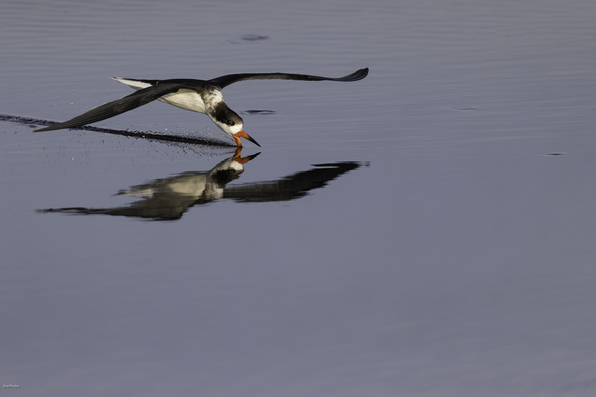 April 2026 - Sharon Prislipsky, APSA, EPSA