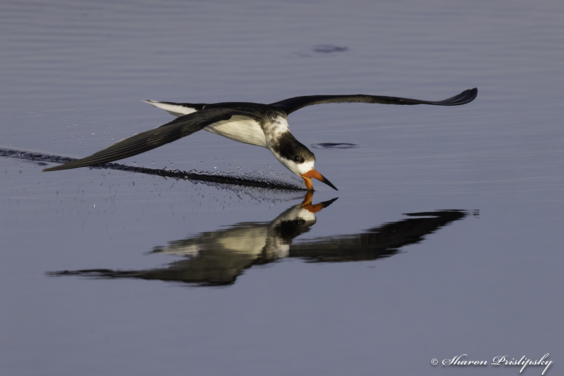 Skimmer by Sharon Prislipsky
