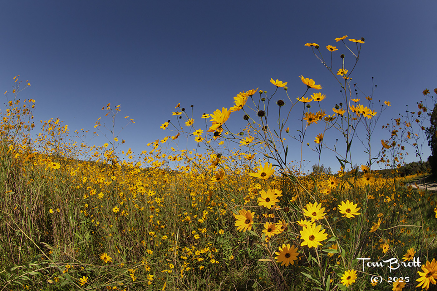 Southeastern Sunflowers by Tom Brott